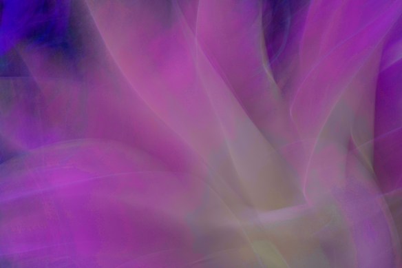 _DSC0974_AgavePurple