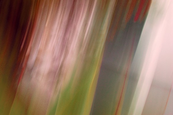 AgaveSeries2Web-DSC_4561