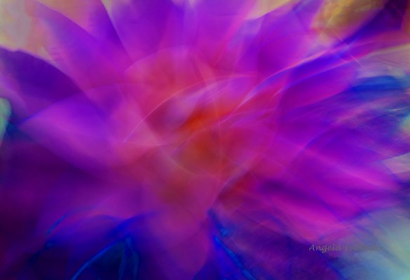 AgaveBluMagentaWeb-DSC_0241