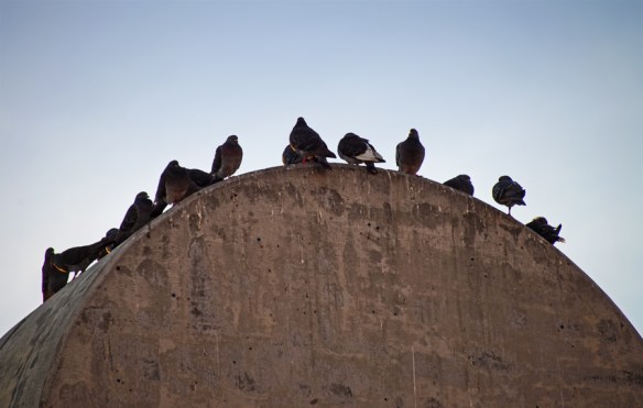 BirdsWebDSC_1123_edited-1