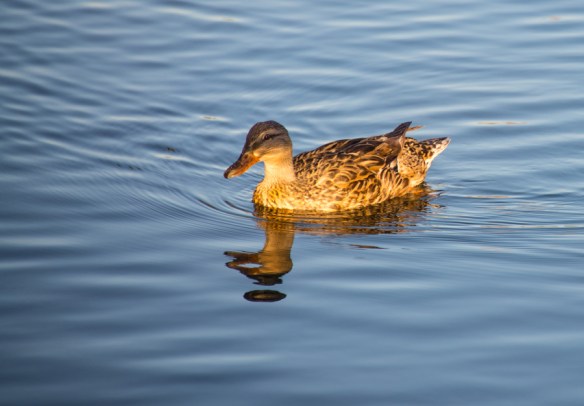 DuckWeb-DSC_1024