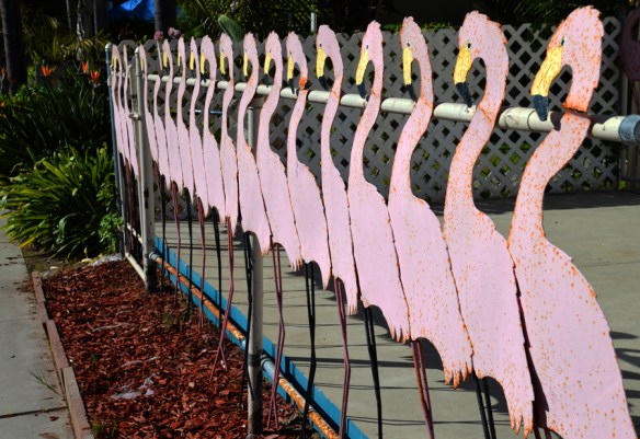 OddFlamingosWeb-DSC_6657