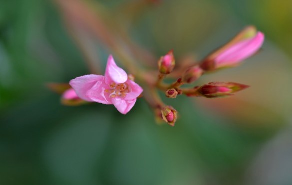 AbstFlowers-DSC_1134