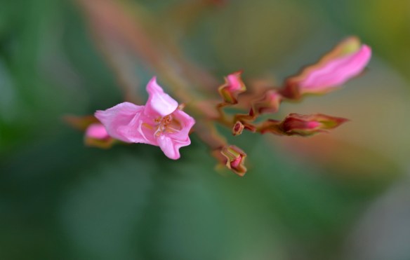 AbstFlowers-DSC_1134_edited