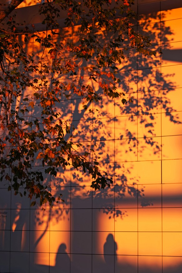 FallShadowsWeb-DSC_1659