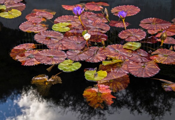 LillypondWeb-DSC_0684