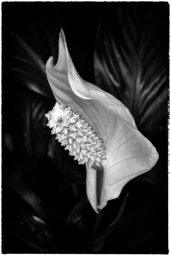 Flowers-B&W-Web_DSC0579