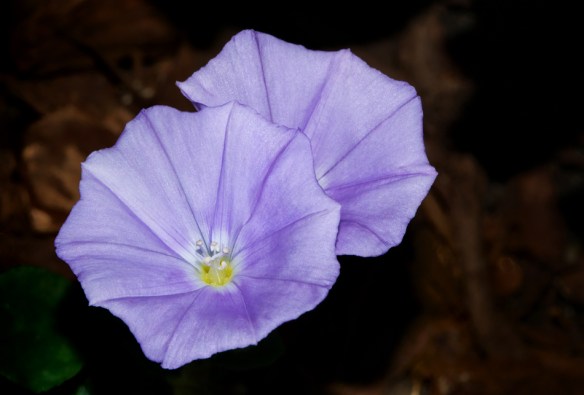 Details-Web-DSC_1406