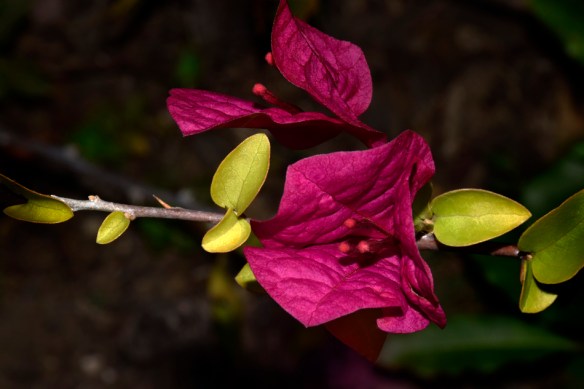 Details2-Web_DSC0236