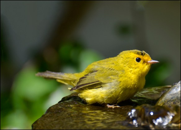 yellow-web_dsc0301_edited-1