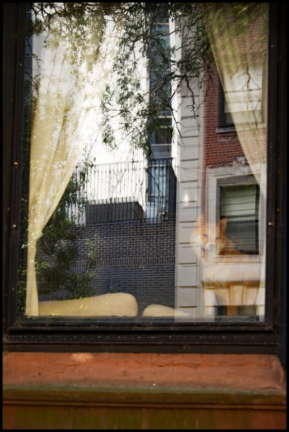 dogonwindow-dsc_9460_edited-1