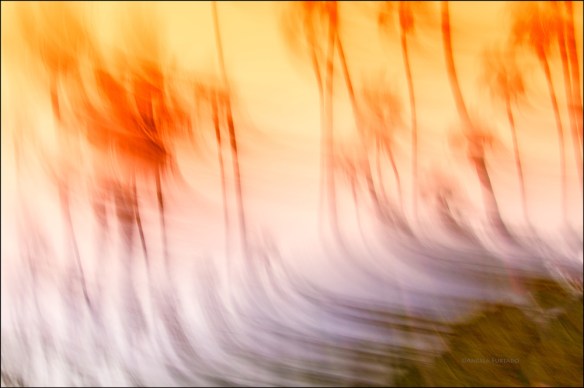 orangepalmsweb-dsc_8655