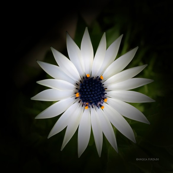 daisyweb-img_0213-edited