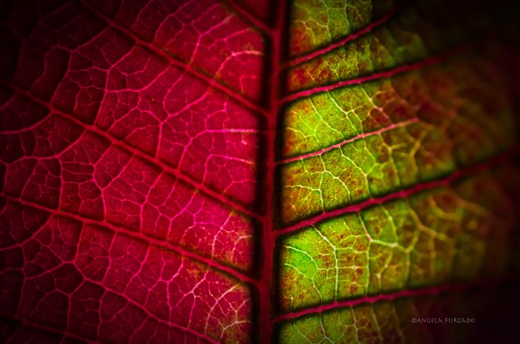 leafweb-dsc_0392
