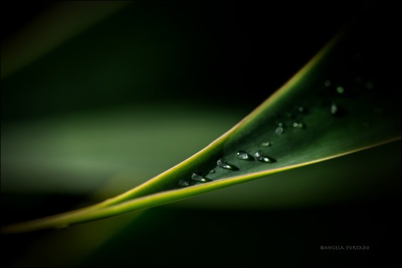 raindropsweb-dsc_0282